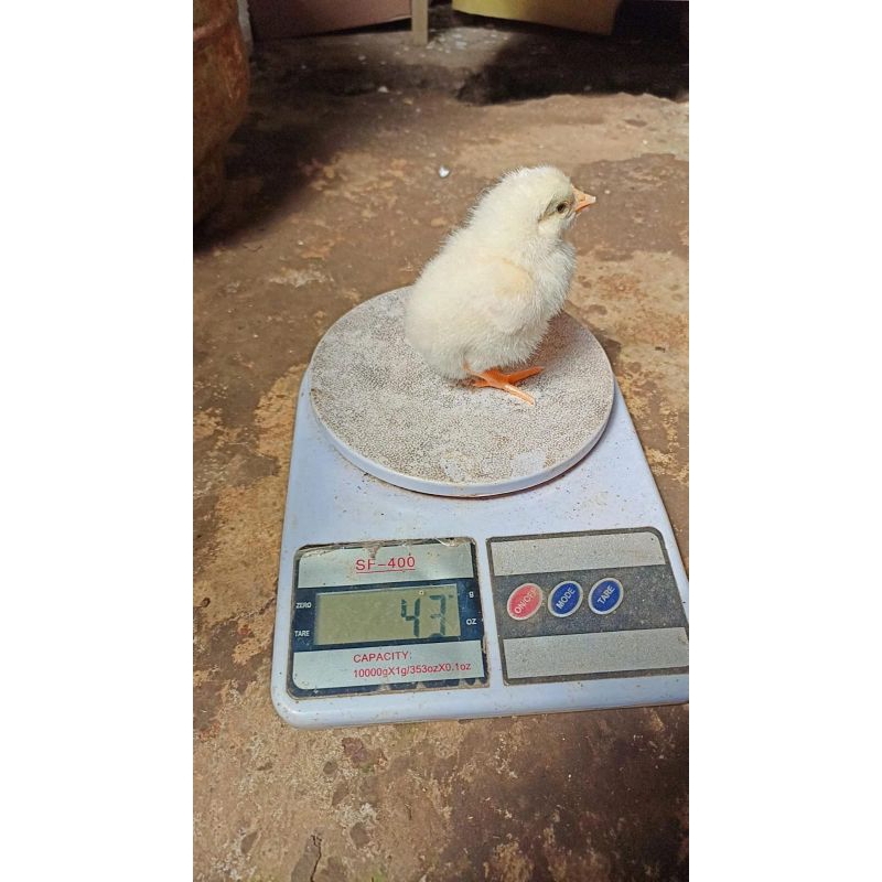 FGFG56846 Telur Tetas ayam kampung yudistira / Aky 564568