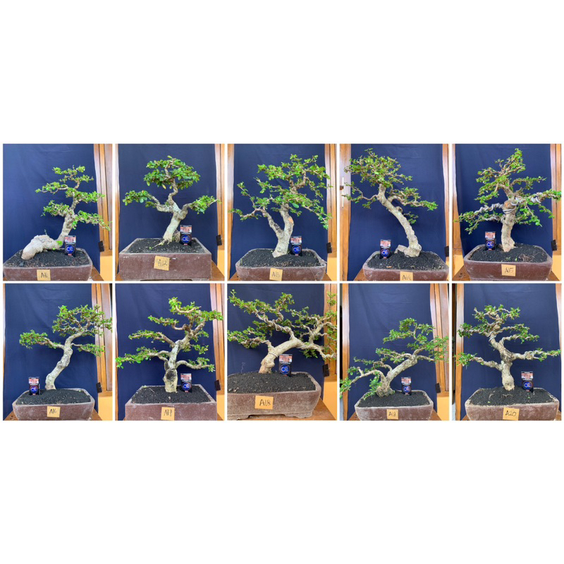 KODE A (PART 2) Bonsai Hokiantea Hokianti Batang Besar Siap Pajang