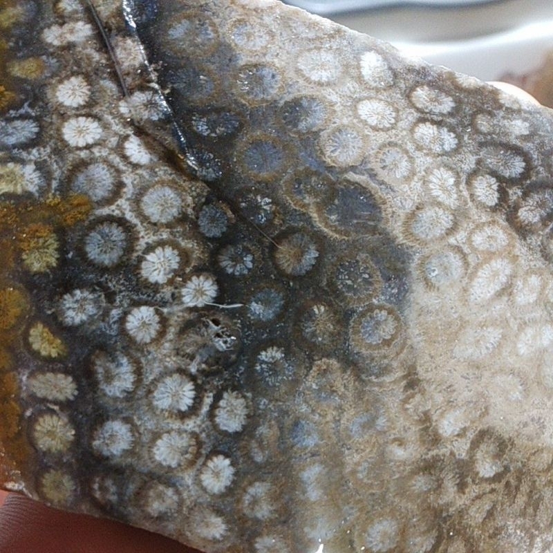 bahan batu akik teratai hitam lempeng besar