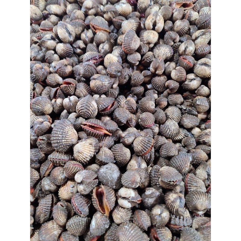 

KERANG DARA 1kg