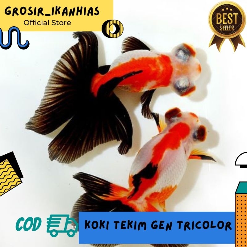 Hiasan Aquarium IKAN KOKI TEKIM GEN PANDA TRICOLOR UKURAN JEMPOL KAKI BERKUALITAS TERBAIK DAN TERMUR