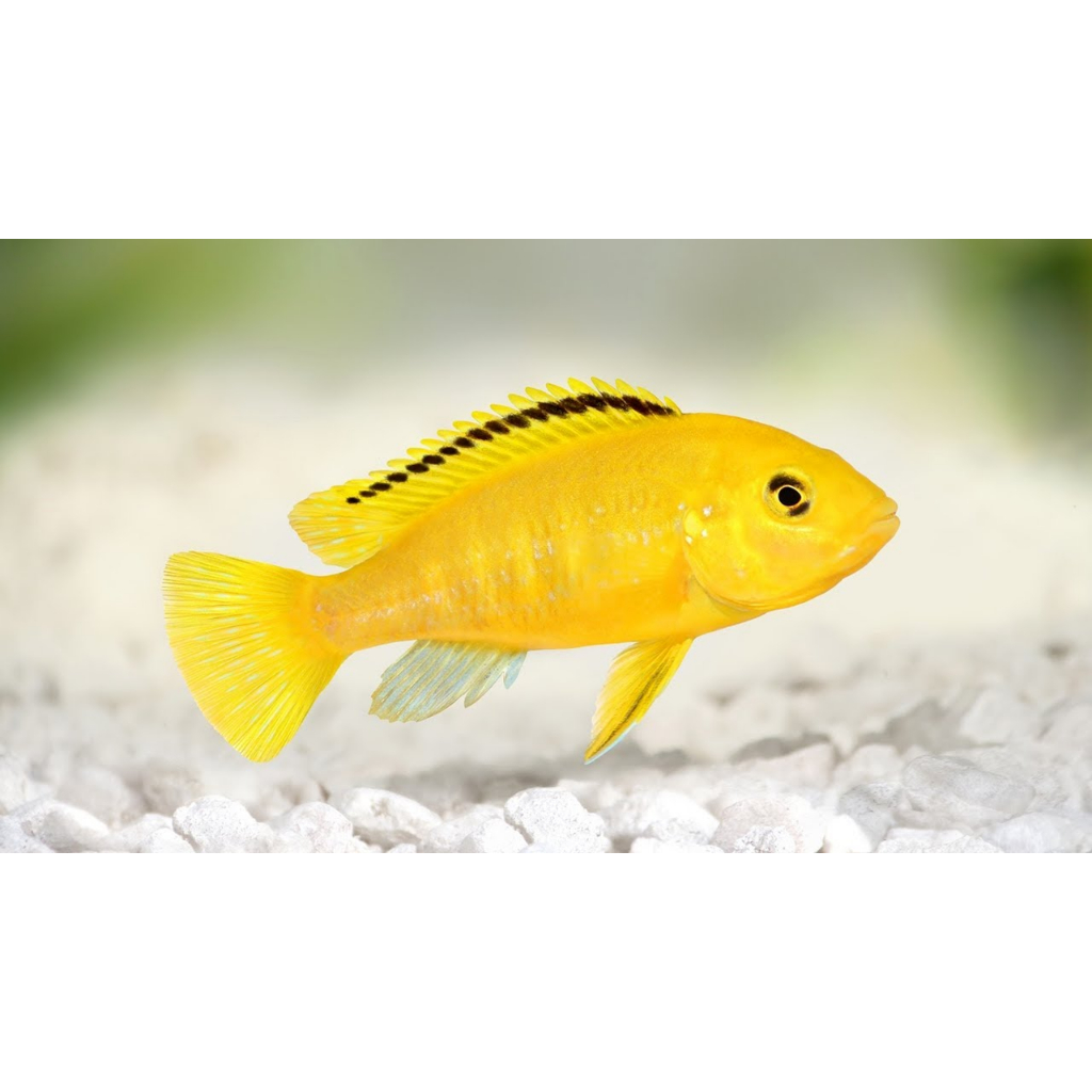 Lemon Cichlid - Ikan Hias Aquarium KHUSUS GOJEK MEDAN