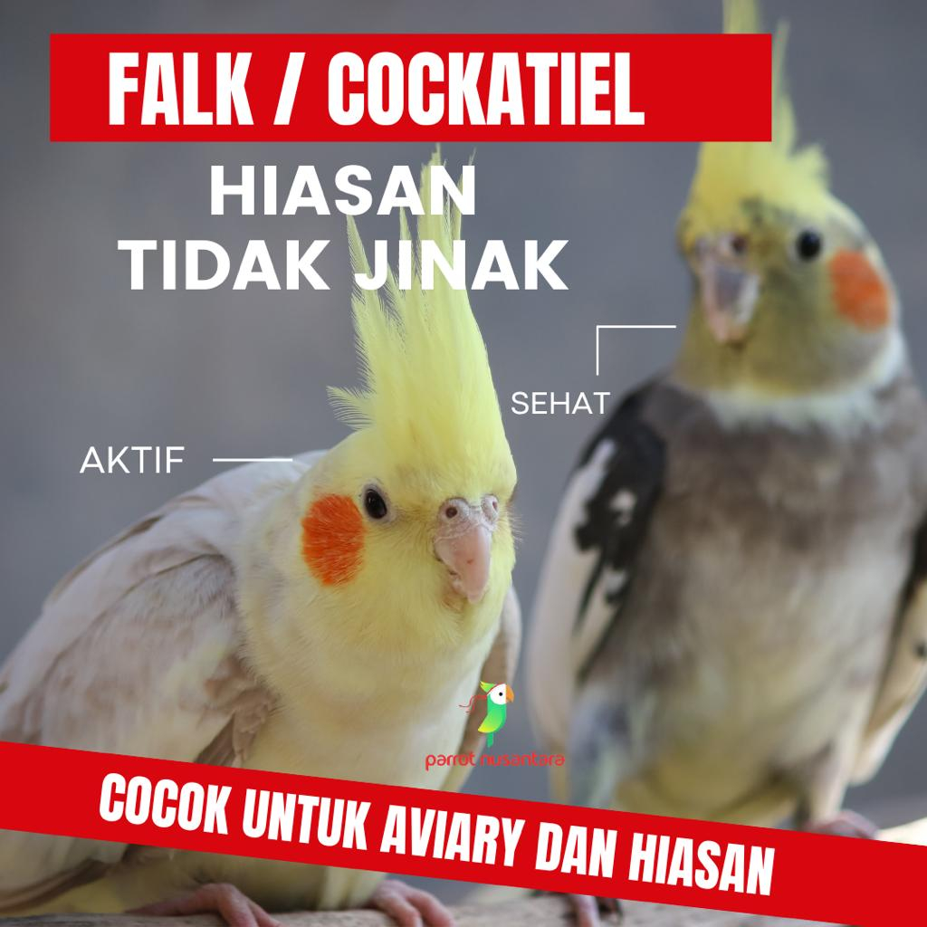 PARKIT AUSTRALIA FALK COCKATIEL HIASAN/TIDAK JINAK