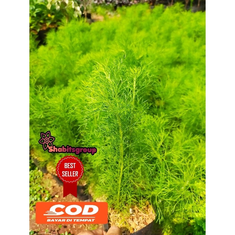 BISA COD Tanaman Cemara air tanaman air Cemara tanaman Cemara ekor kuda tanaman Cemara air ekor kuda