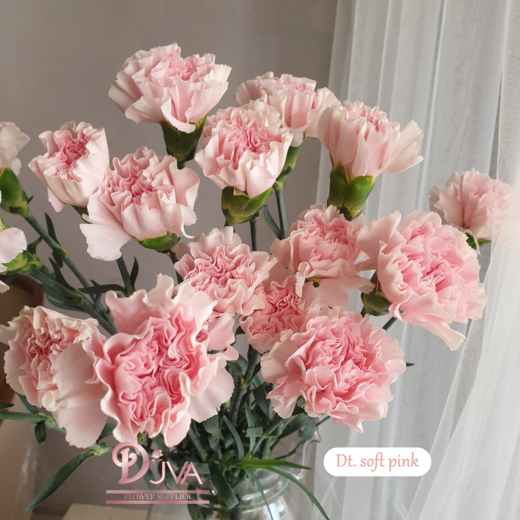 Bunga Potong Dyantus Polos Import Fresh Flower Dekorasi Bunga Hias