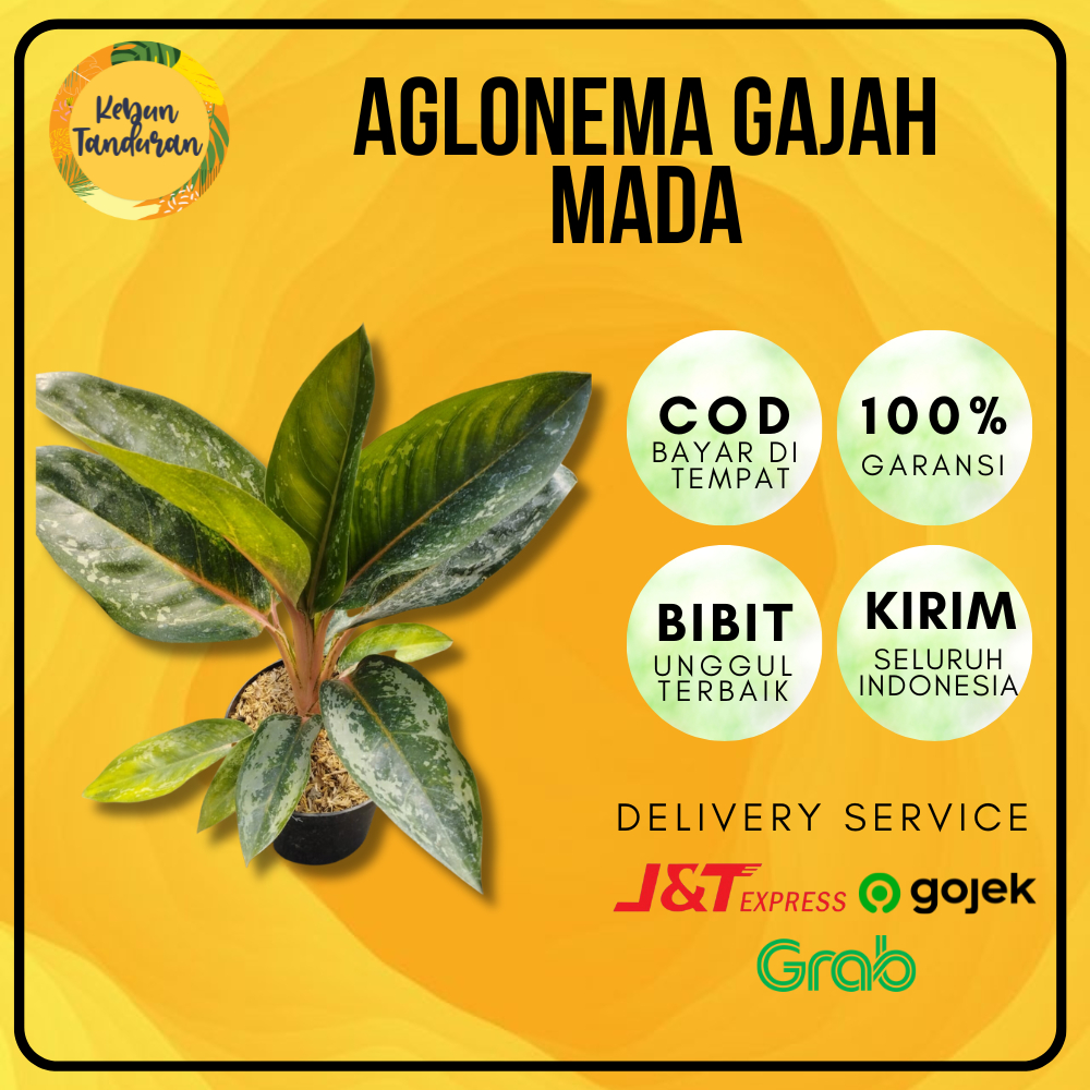 Tanaman Hias Indoor Aglonema Gajah Mada / Aglonema Gajah Mada