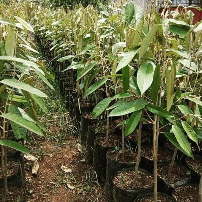 bibit durian tinggi 1 meter up musangking, duri hitam, bintan, montong , namlung