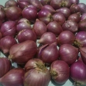 bawang merah probolinggo