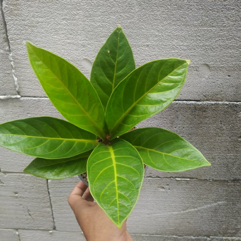 Tanaman Hias Jemani tulang kuning. silangan jemani kol.