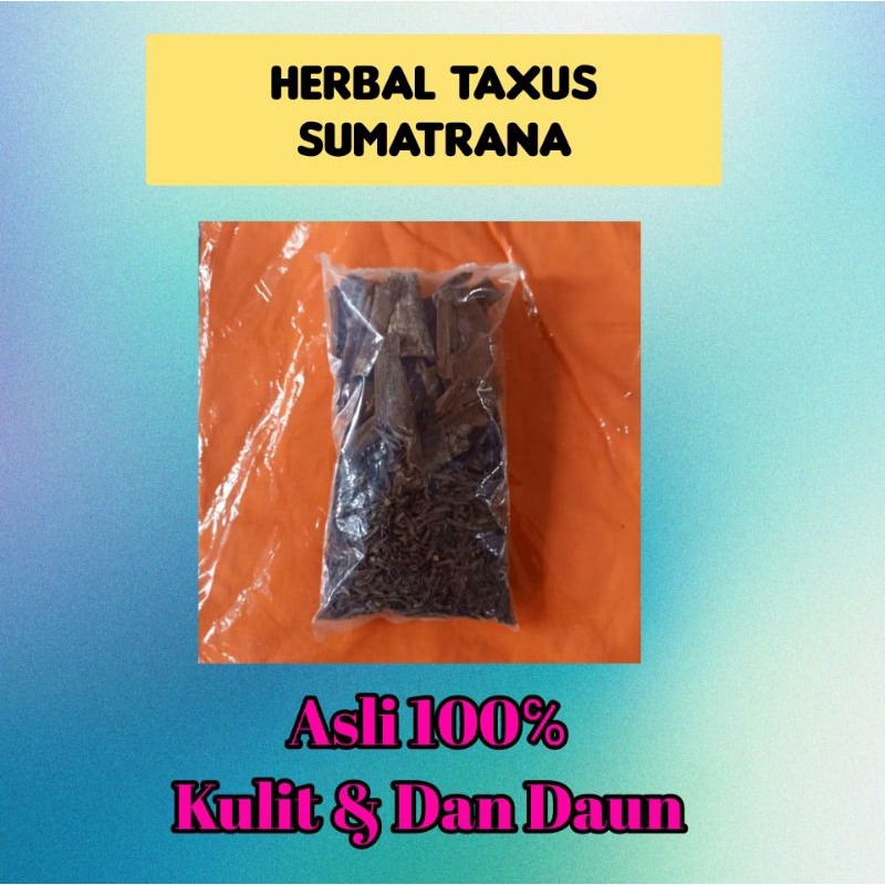 Herbal Anti Kanker | Taxus Sumatrana