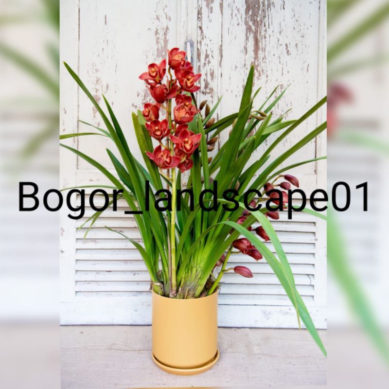 anggrek cymbidium ensifolium merah / anggrek tanah / tanaman hias