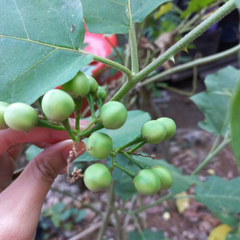 

pokak | takokak | tekokak | terong pipit | segar harga per 250gram