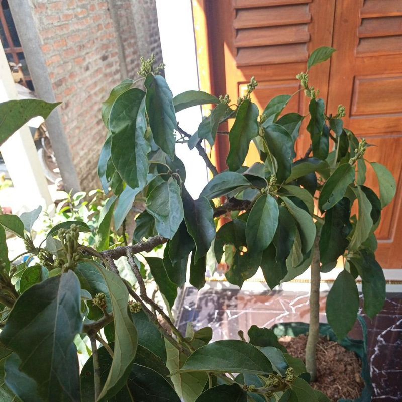 bibit alpukat sab 034 besar