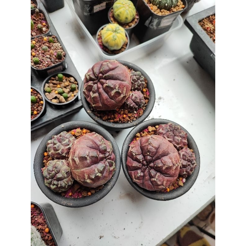 Kaktus gymno gymnocalycium daydream day dream besar jumbo cluster