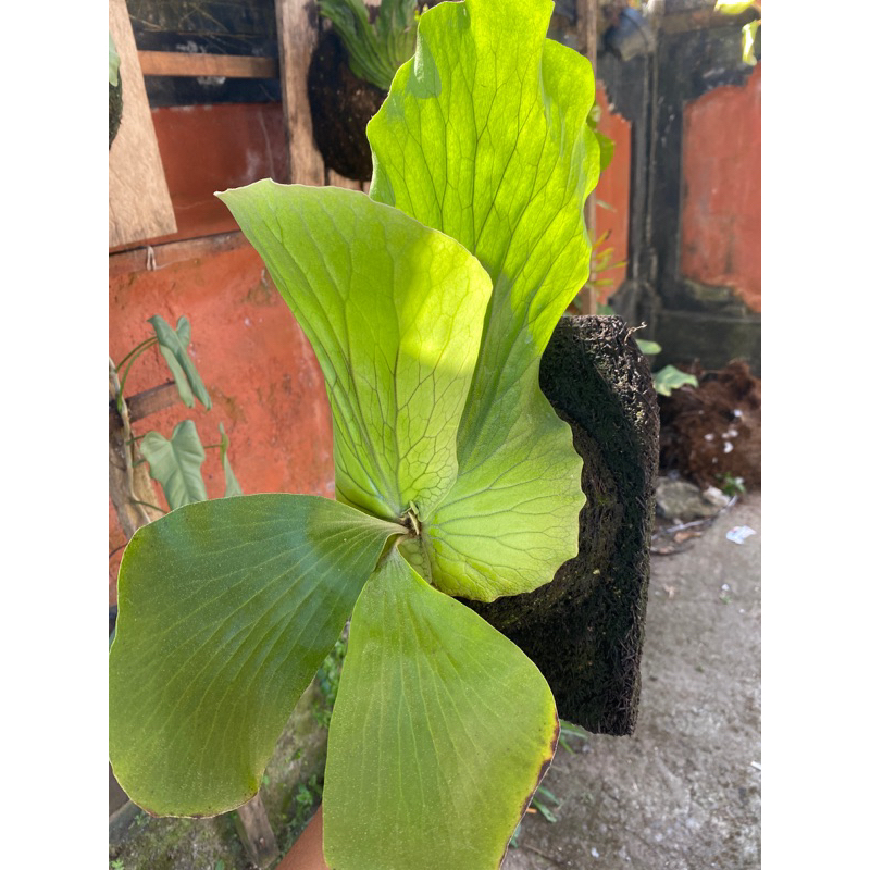 platycerium elephantotis hijau