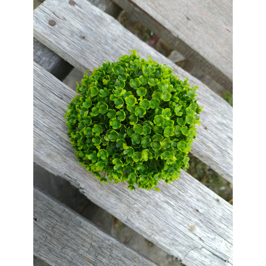 Hiasan aquarium tanaman semak belukar, semak belukar aquarium, tanaman brokoli aquarium, hiasan tana