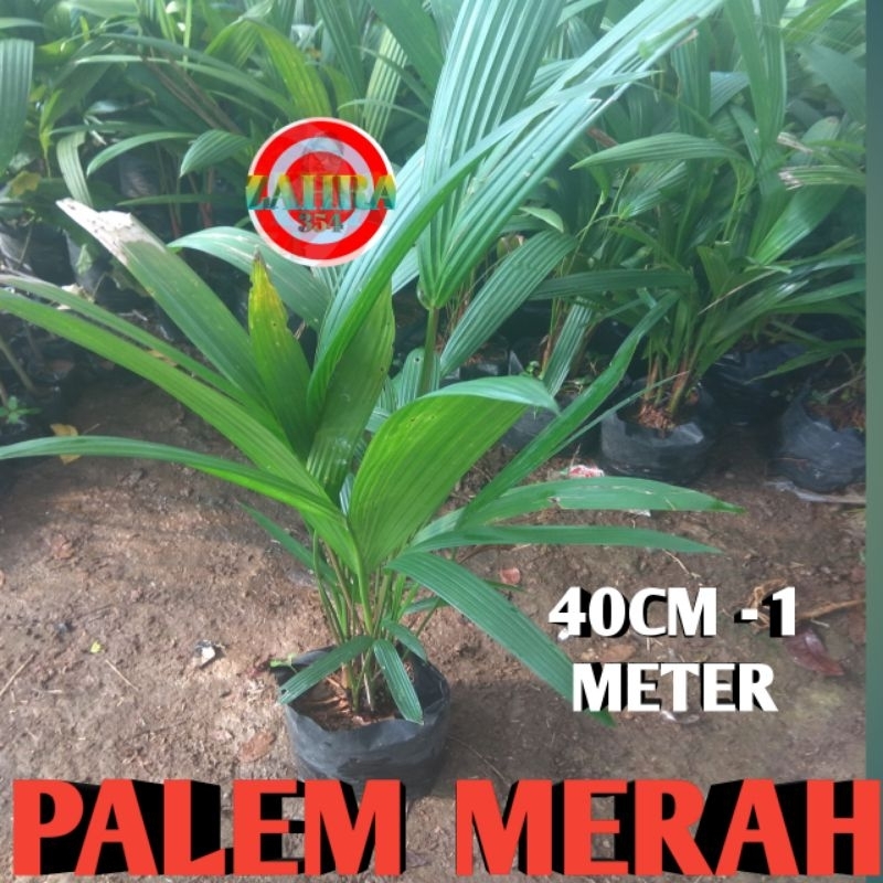 Tanaman Hias Palem Merah 50cm - 1 Meter