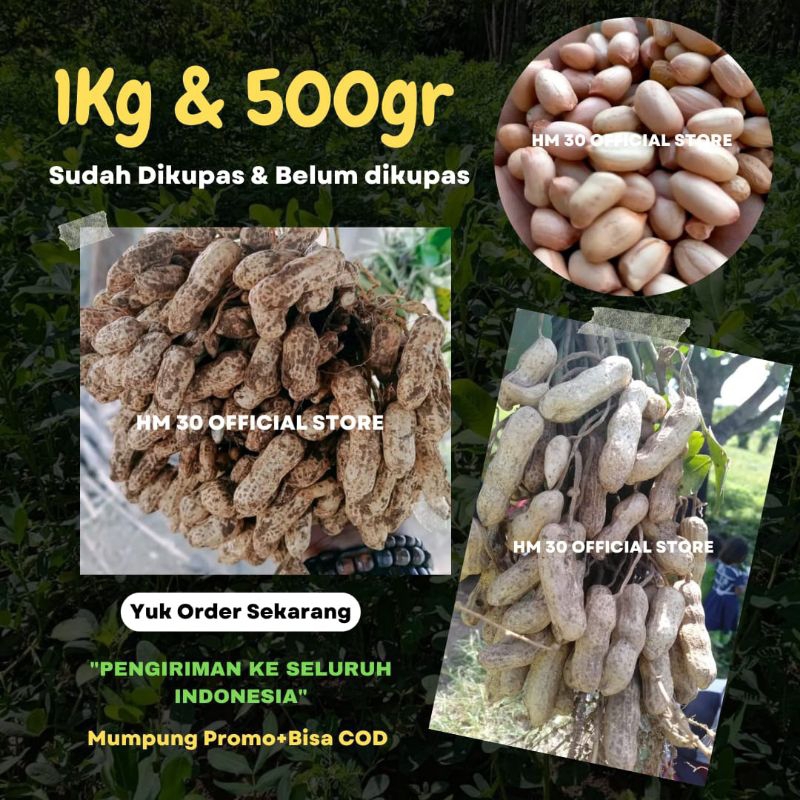 1Kg & 500gr Bibit kacang Tanah Kupas & Kulit Utuh Benih Unggulan Siap Tanam Biji Sudah Dikupas & Bel