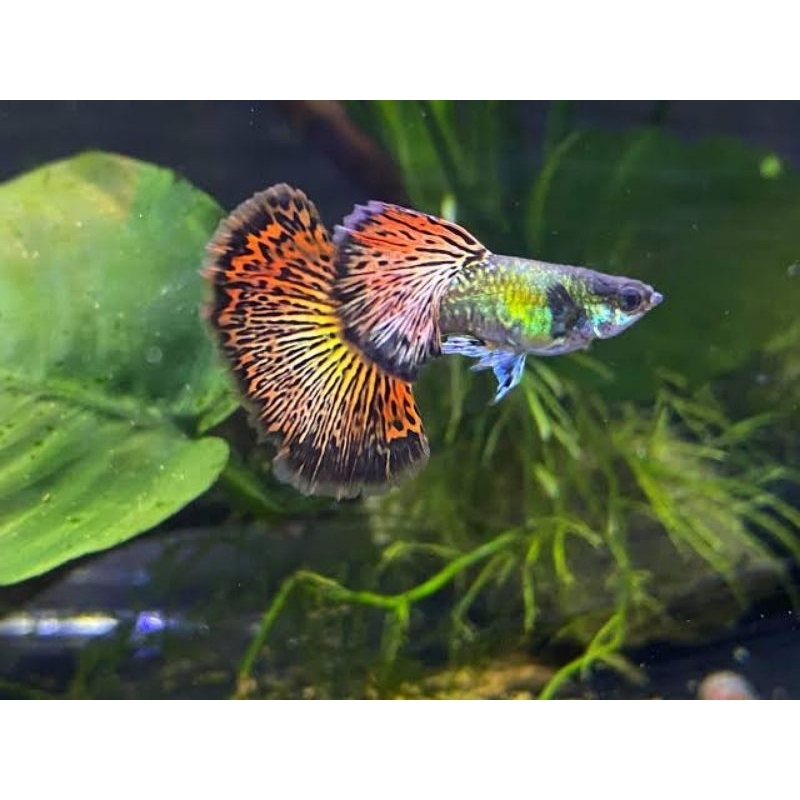 Guppy Red Dragon