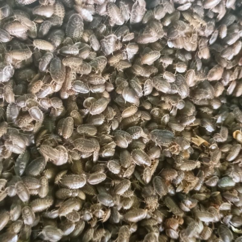 Kecoa Dubia Pakan Reptil