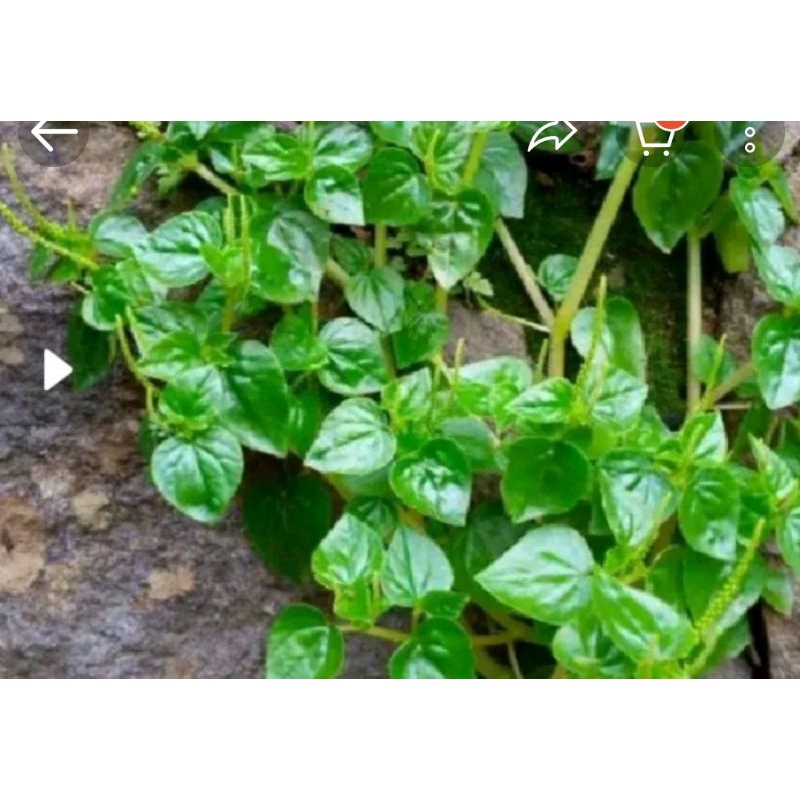 

COD DAUN SIRIH CINA 150 GRM