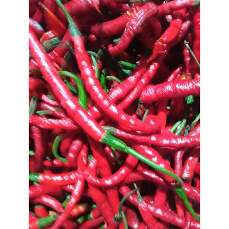 

cabe merah 1/4 kg