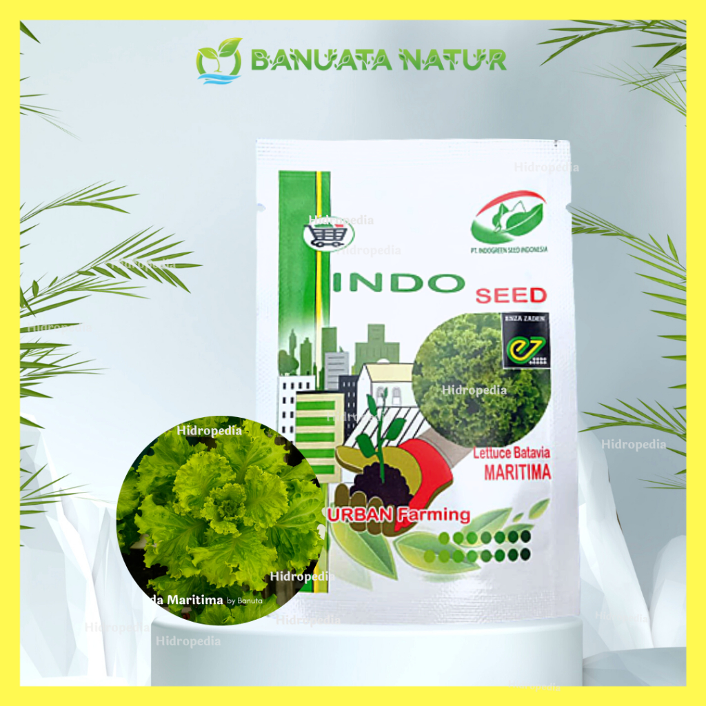 Benih / Bibit Selada Lettuce Batavia Import Maritima (1 gram) Indo Seed Berkualitas - Banuata