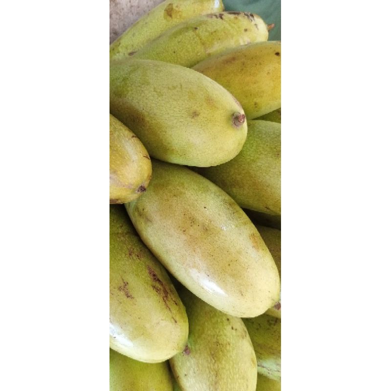 

mangga golek fresh