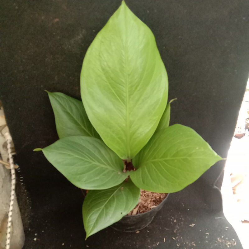 Tanaman hias jemani cobra katalog