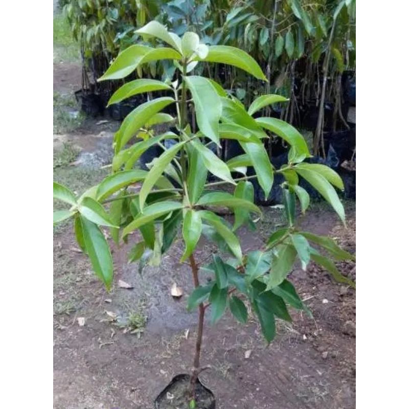 Pohon Jambu Air Jamaika Bibit Jambu Air Jamaika