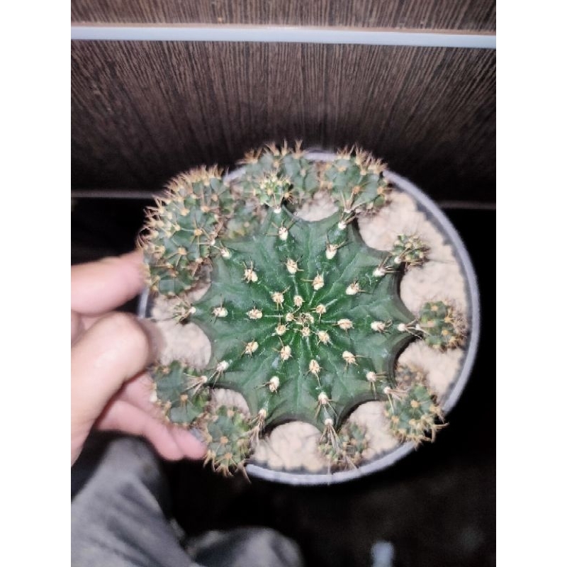 Kaktus Gymnocalycium-gymno Hybrid Indukan