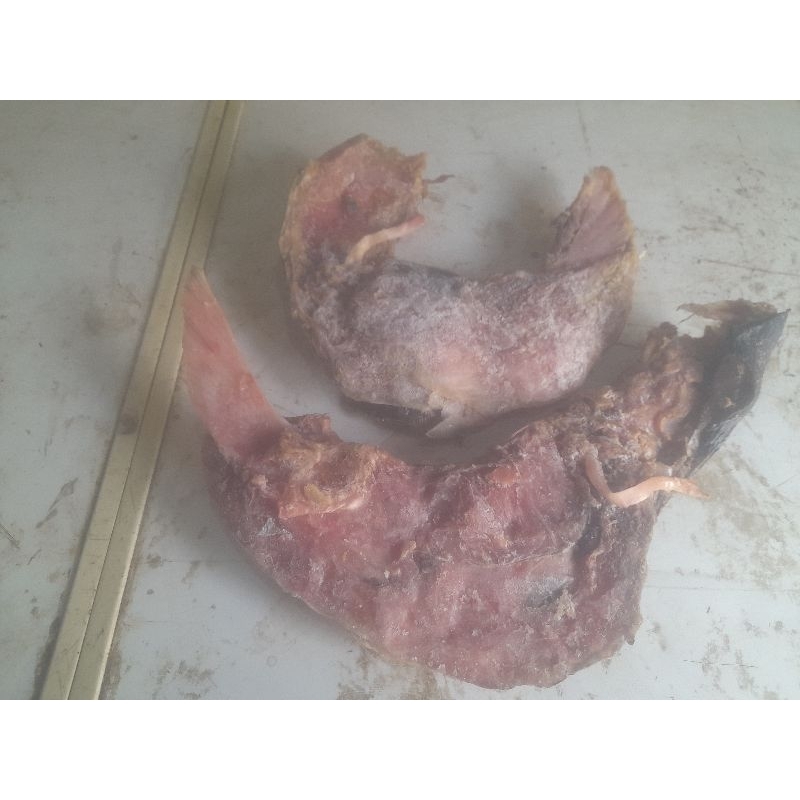 

rahang tuna/kama tuna