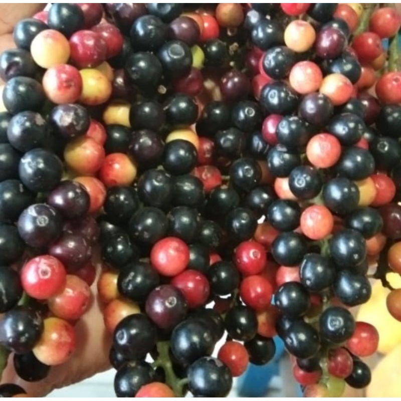 

Huni segar fresh setengah kilo buah buni buah boni buahnya ibu ngidam