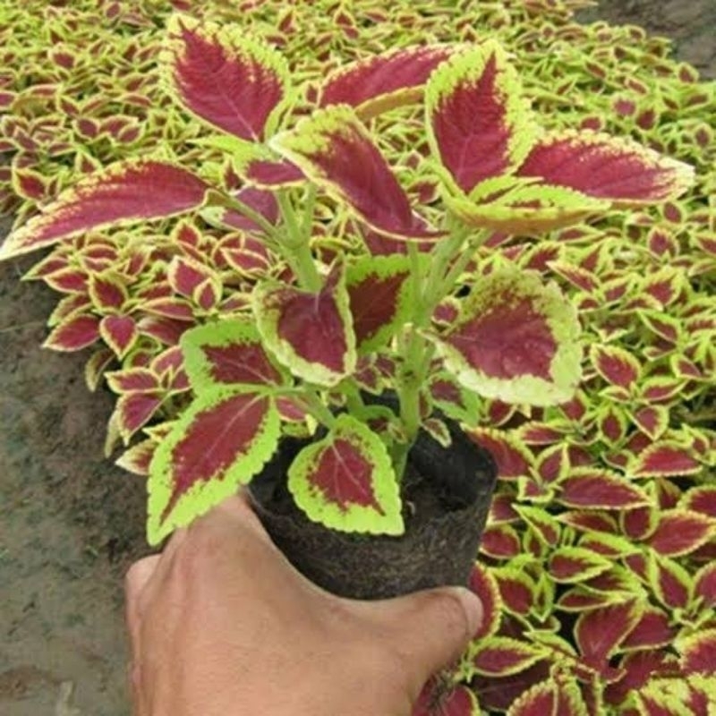 Tanaman hidup miana berdaun / Pohon bunga miana berdaun