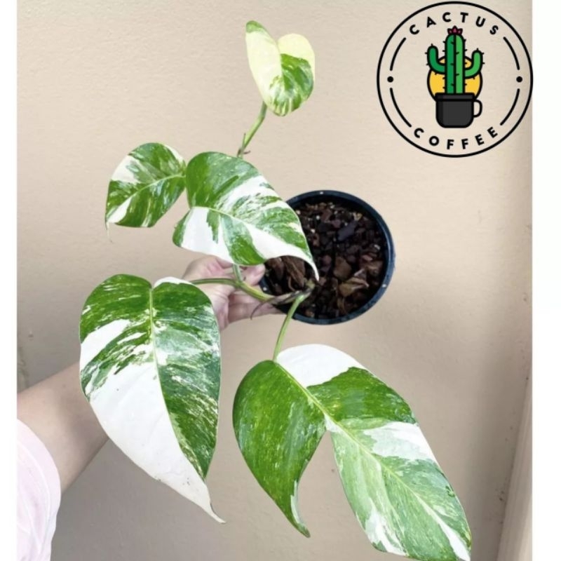 Tanaman Hias Epipremnum Pinnatum Varigata // Tanaman Hidup Epipremnum Pinnatum Varigata