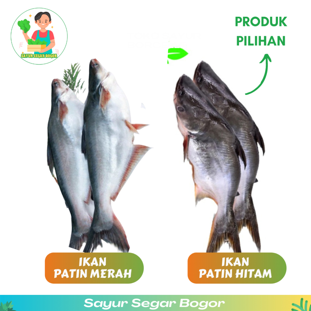 

Ikan Patin Merah / Patin Hitam Ikan seger Patin hidup Ikan fresh
