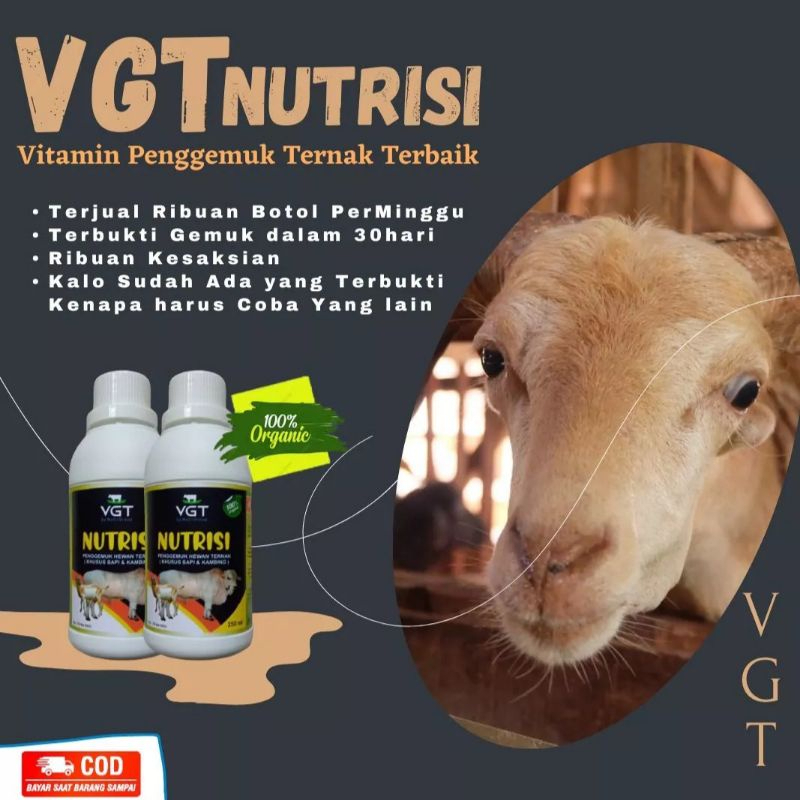 VGT NUTRISI KAMBING PENGGEMUK KAMBING MENAMBAH NAFSU MAKAN KAMBING DOMBA