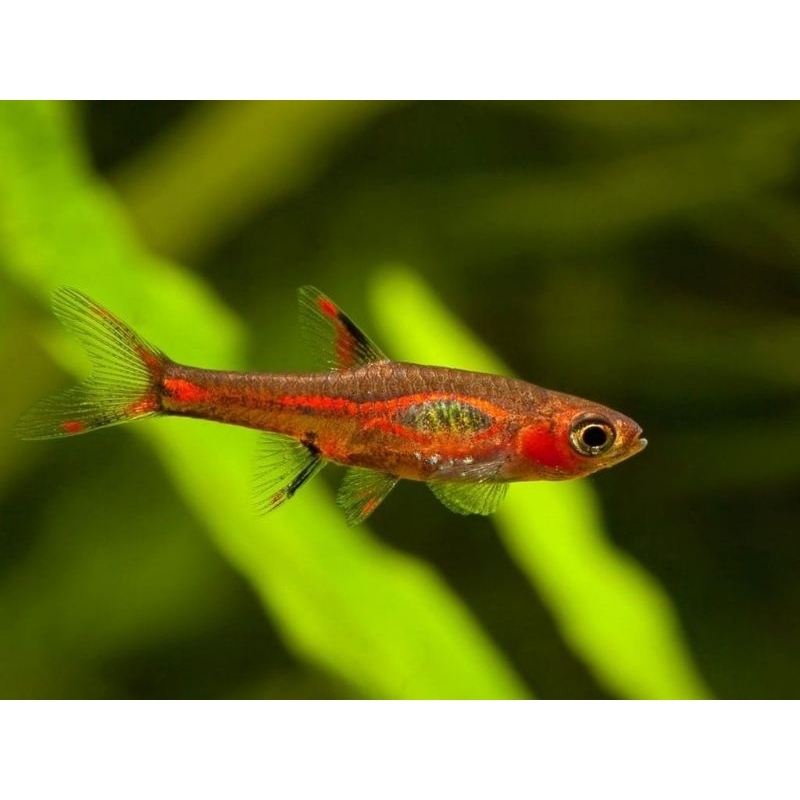 Rasbora Brigittae Galaxy Emerald Axelrodi Macullata Harlequin Hengeli