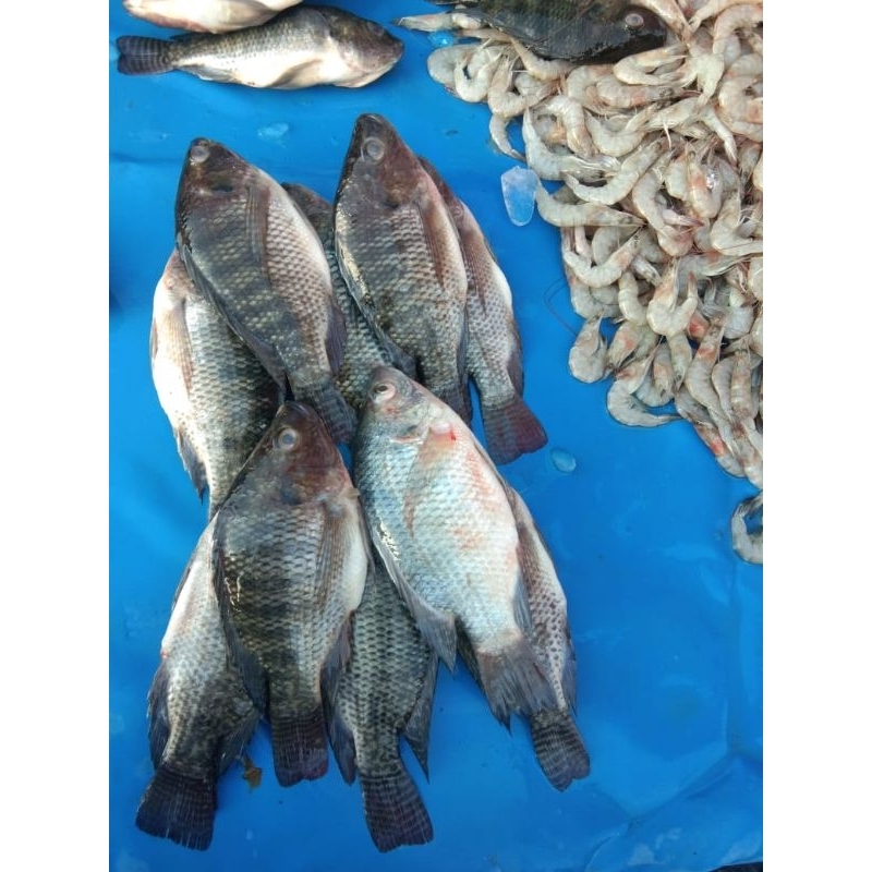 

Perpaket ikan Nila Hitam Ukuran Sedang isi 3 Ekor Atau Lebih