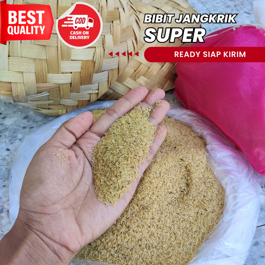 Jual Telur Jangkrik Murah Telur Jangkrik ALAM Kemasan 500 gram bibit telur jangkrik telur jangkrik j