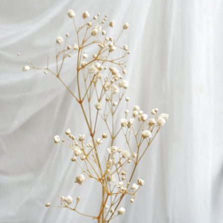 Baby Breath Bunga Kering