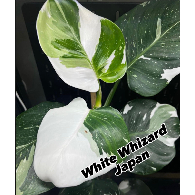 Aureaaroid-White wizard Japan ,Philodendron White Wizard
