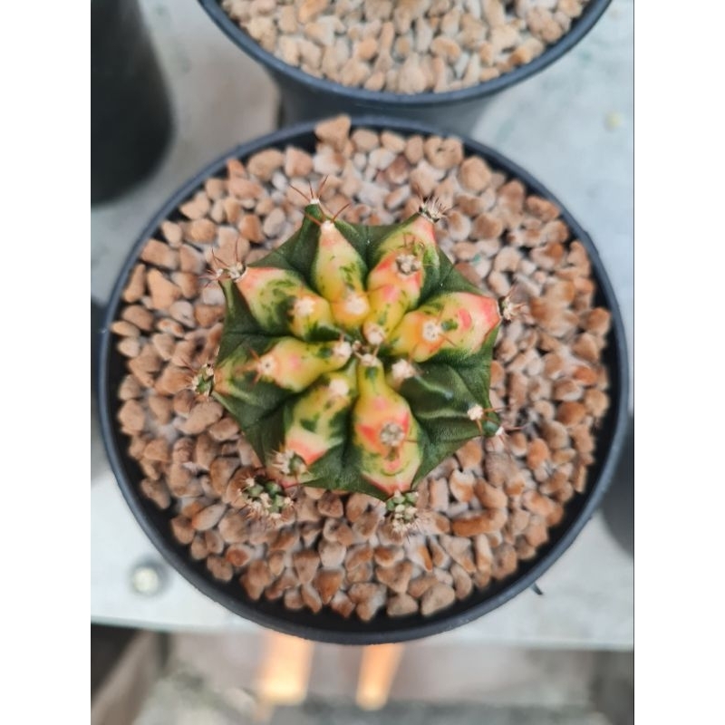 kaktus miha varigata