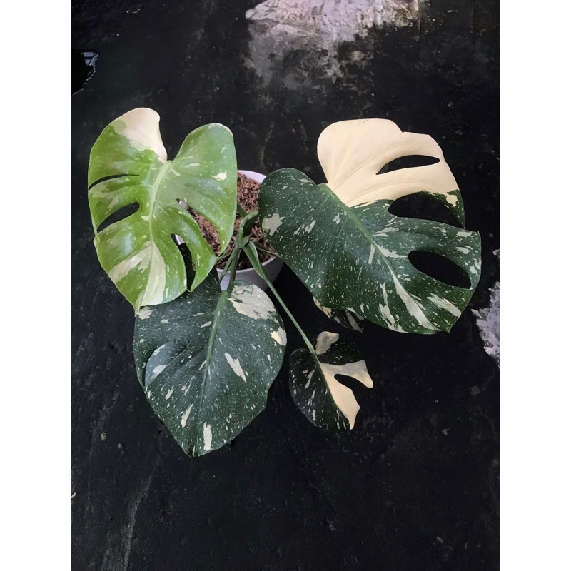 Monstera Thai Constellation Monthai Monstera Variegata