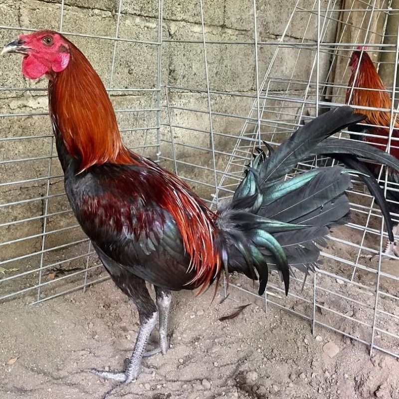 

jual telur ayam ak 37 paket 4 butir