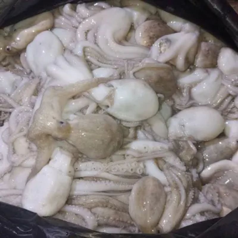 

Baby Gurita (octopus)