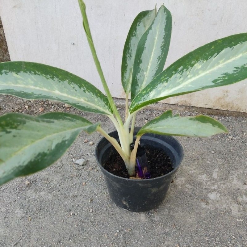 Aglaonema Emerald bay/ Difen chinese evergreen/ Difen susu