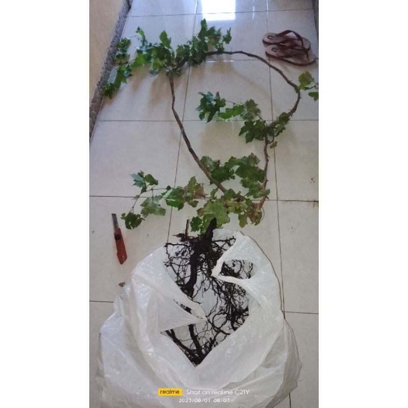 dongkelan anggur impor murah