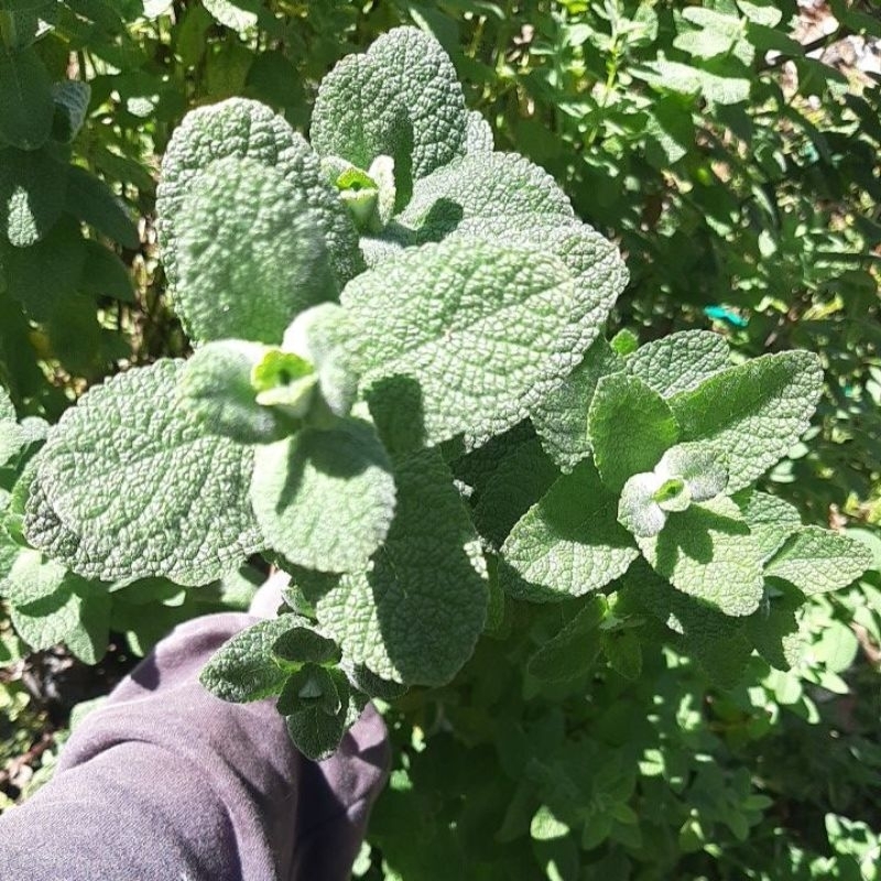 

Daun Mint Segar (Apple mint) 100gr