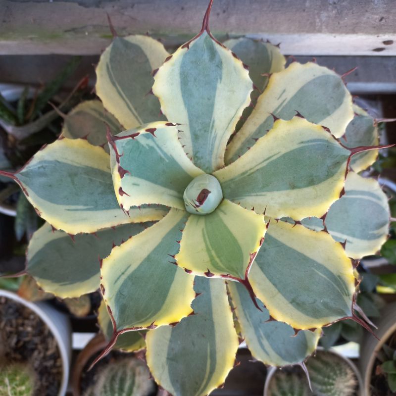 Sukulen Agave Kisshokan JUMBO Pot.18